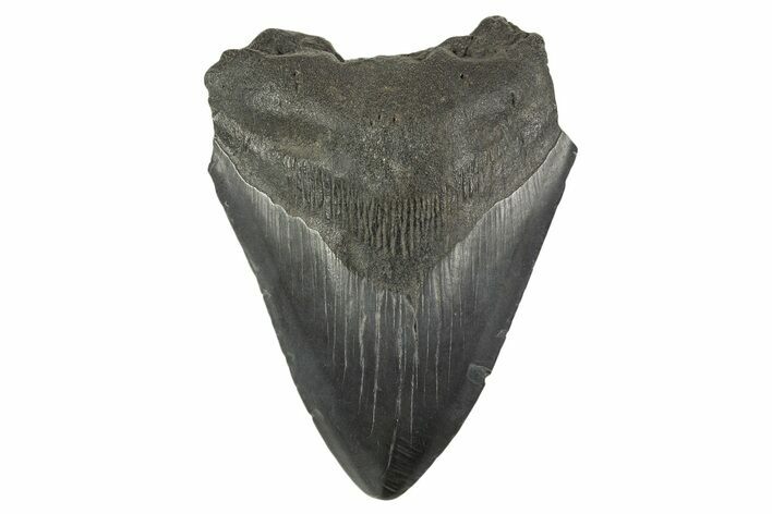 Bargain, Fossil Megalodon Tooth - South Carolina #332322